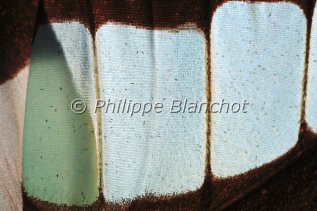 aile graphium.JPG - Gros plan, aile Graphium sarpedonBlue Triangle ButterflyLepidoptera, PapilionidaeAustralie